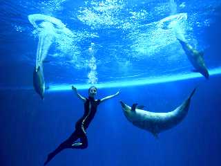 Ballet aquatique au delphinarium de Rungna