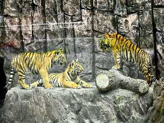 Jardin zoologique central