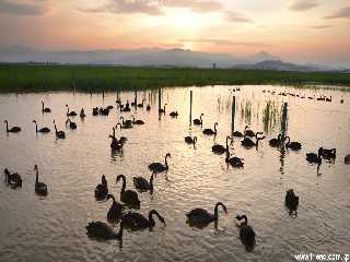 Les cygnes qui ont étendu leurs ailes au lac Kwangpho