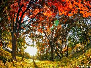 La saison de feuilles rouges
