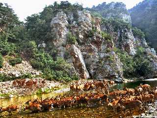 Centre d’élevage des cerfs de Rinsan