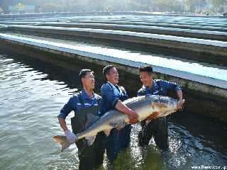 Sinchang Fish Farm